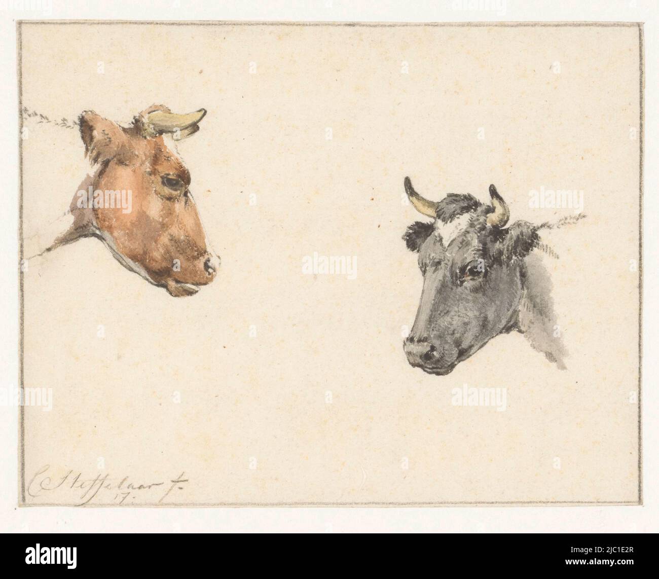 Foglio di studio con due teste di vacca, disegnatore: Cornelis Steffelaar, 1817, carta, pennello, a 125 mm x l 161 mm Foto Stock