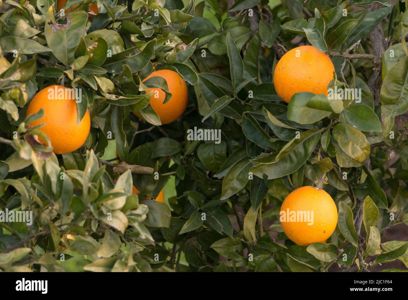 Primo piano di arance crescenti su un albero di arance Foto Stock