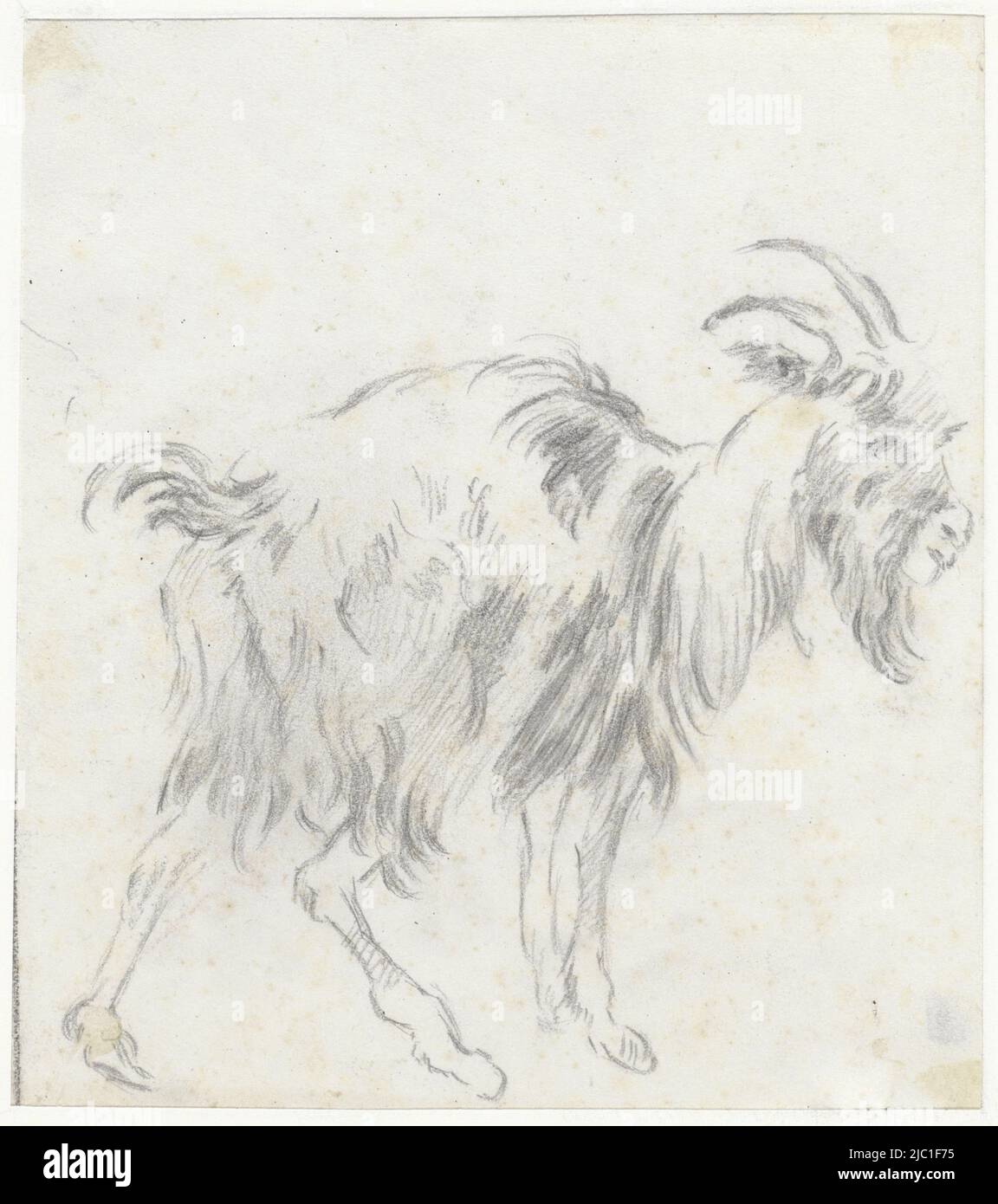 Capra, disegnatore: Bramine Hubrecht, 1865 - 1913, carta, h 180 mm x l 160 mm Foto Stock