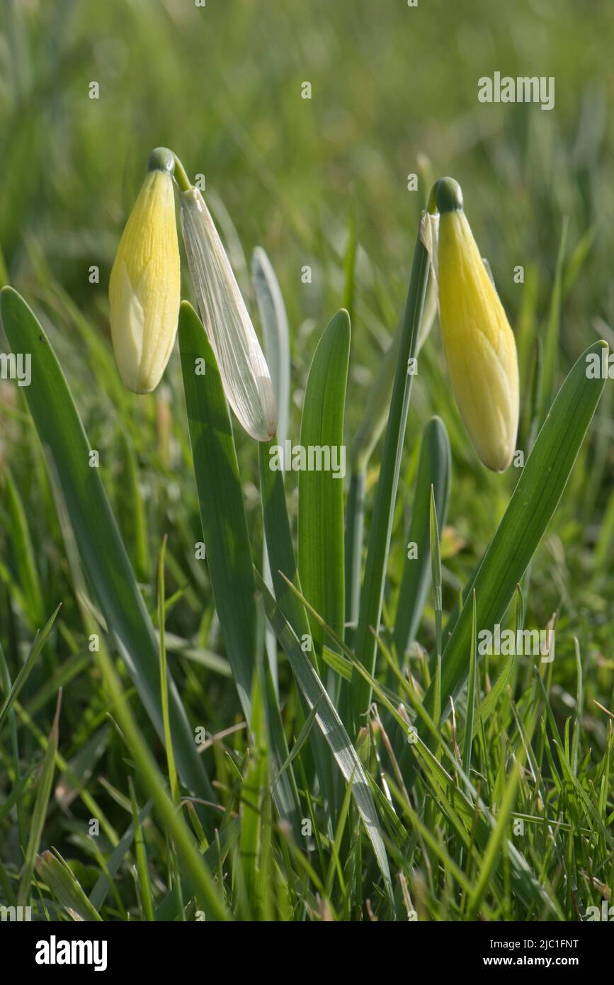 Naffodil selvatico o giglio di Quaresima (Narcissus pseudonarcisis) piante con germogli gialli pallidi in prateria grezza in primavera, Berkshire, aprile Foto Stock