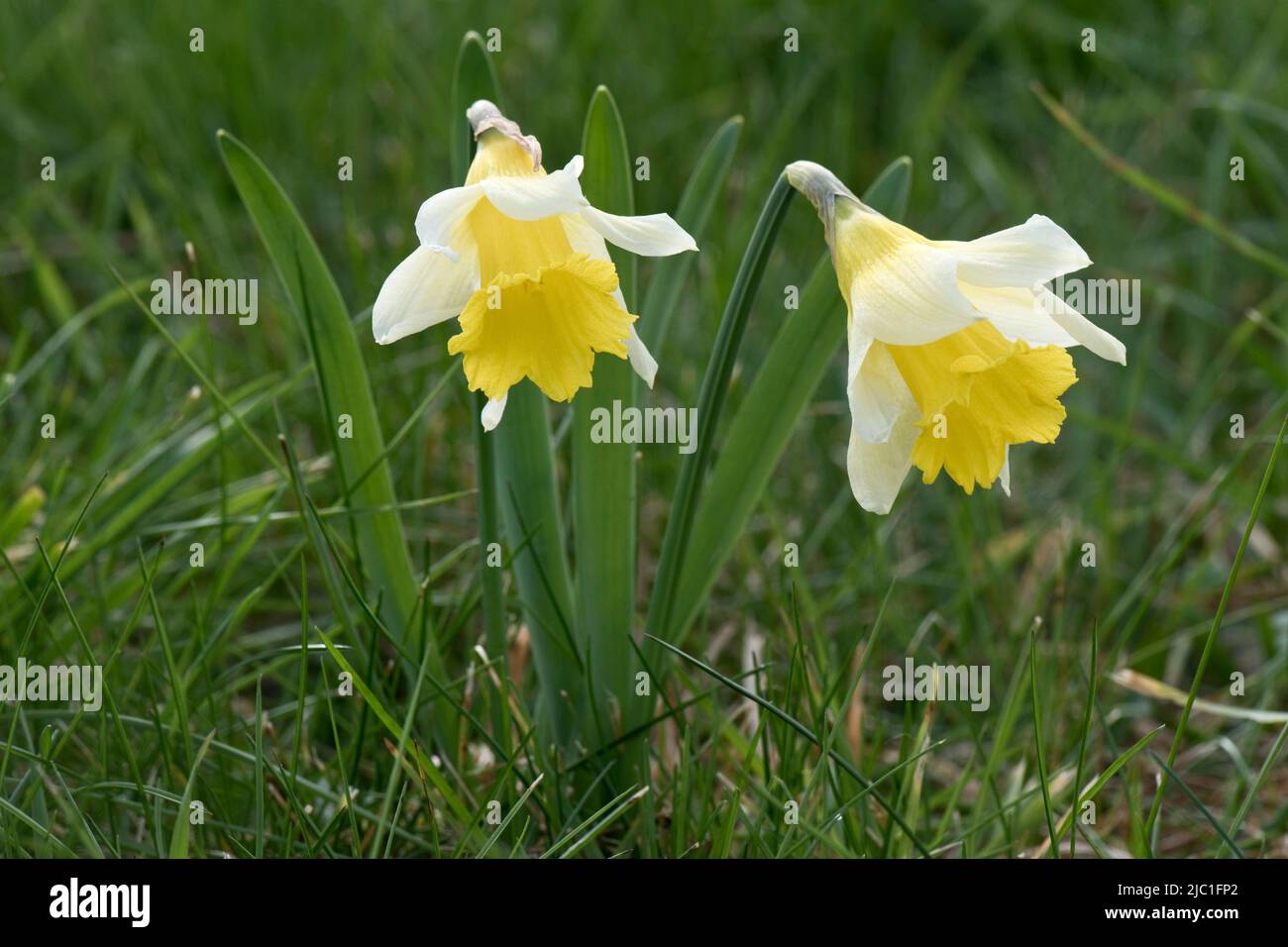 Naffodil o giglio di Quaresima selvatico (Narcisis pseudonarcisis) con tepali gialli pallidi e tromba più scura che fioriscono in prateria grezza in primavera, Berkshire, A. Foto Stock