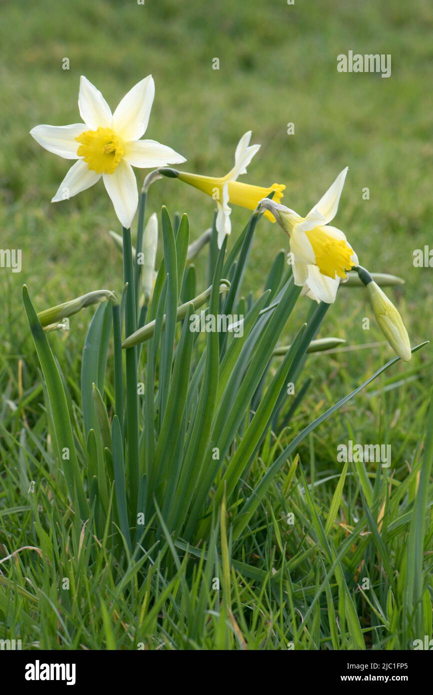 Naffodil o giglio di Quaresima selvatico (Narcisis pseudonarcisis) con tepali gialli pallidi e tromba più scura che fioriscono in prateria grezza in primavera, Berkshire, A. Foto Stock