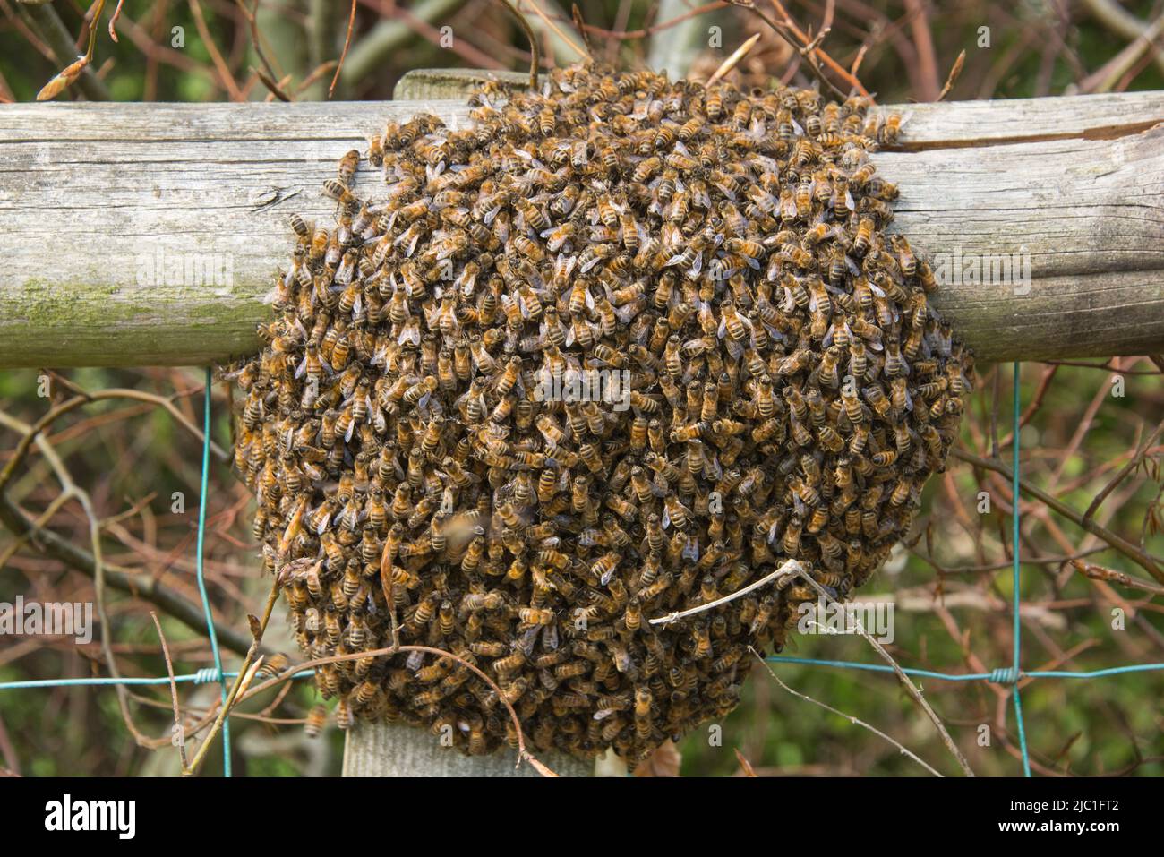 Un'ape di miele (Apis mellifera) si sciame intorno ad una regina su una rotaia di recinzione del giardino alla fine della primavera, Berkshire, maggio Foto Stock