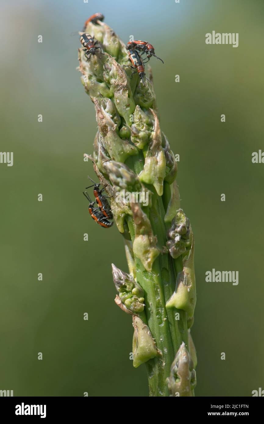 Coleotteri comuni di asparagi (Crioceris asparagi) e danni su nuovo asparagi lancia, Berkshire, maggio Foto Stock