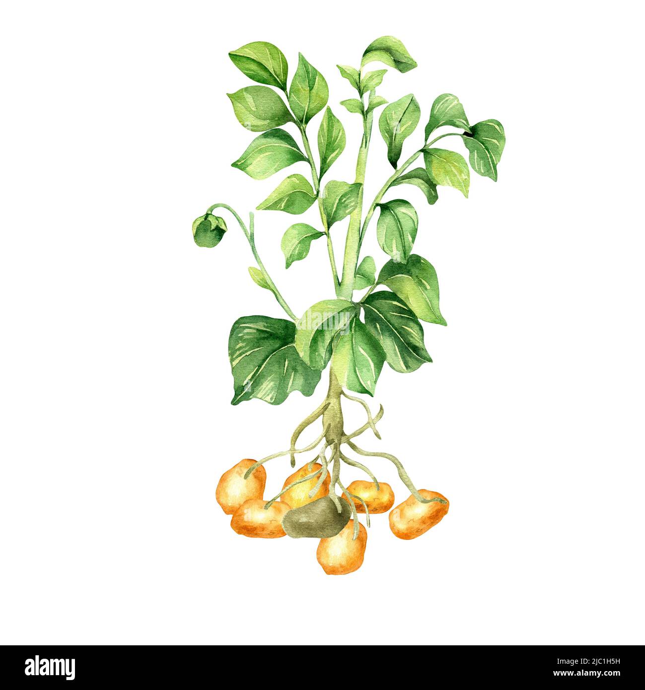Illustrazione dell'acquerello del bush della patata su sfondo bianco. Verdure crude, prate, murphy, tuberi patata, crescita dipinta a mano. Elemento di design per il design Foto Stock