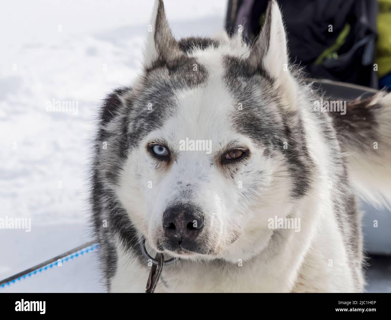 Cane Husky di colore bianco e nero con occhi blu e marrone in inverno Foto Stock