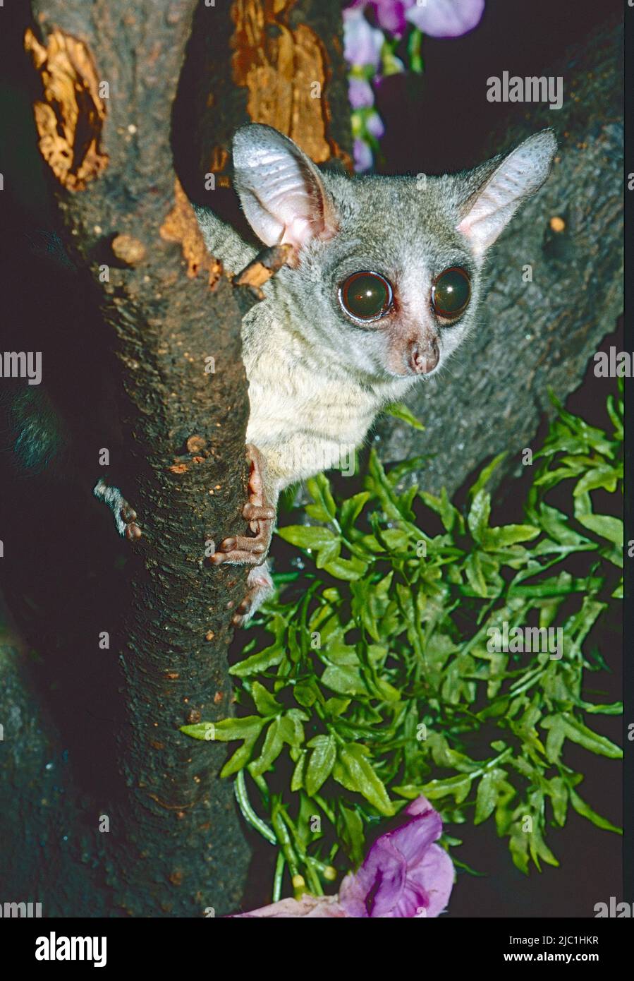 Il bush del Senegal, (Galago senegalensis,) dall'Africa sub-sahariana Foto Stock