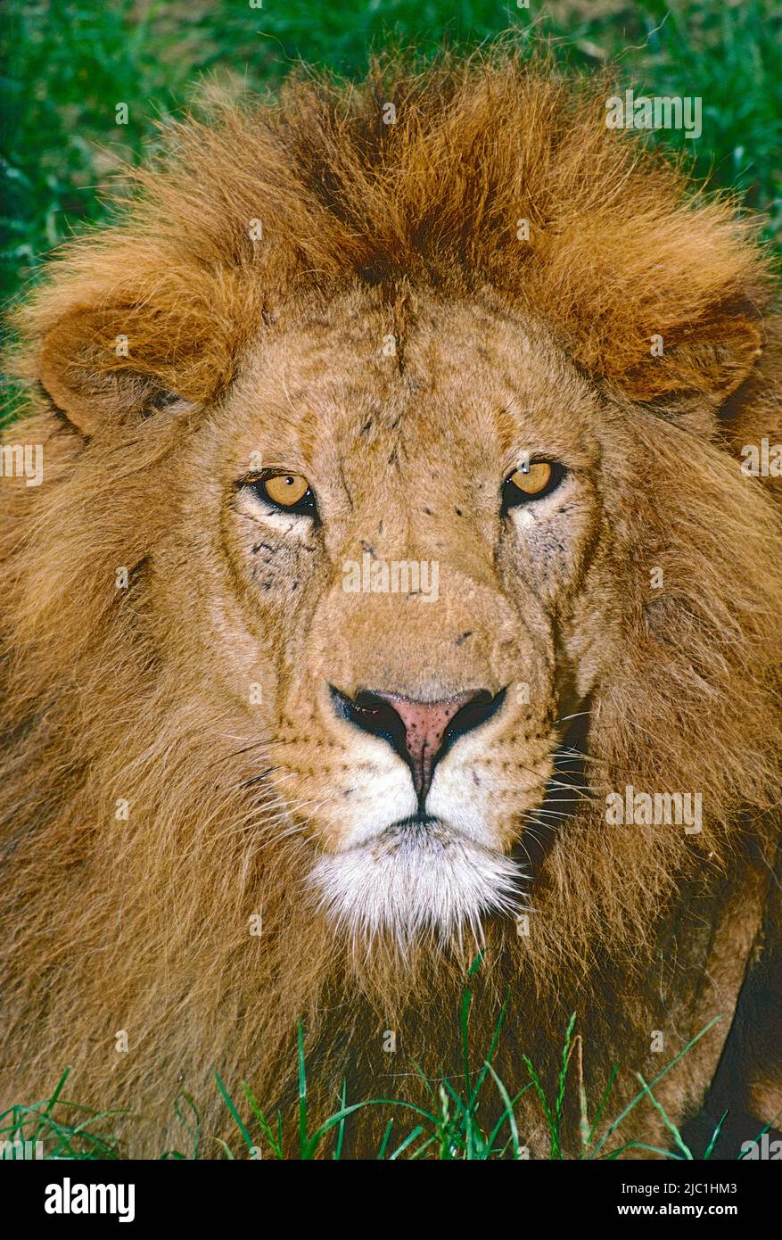 Leone asiatico o indiano maschio (Panthera Leo persica) dalla Foresta di Gir, Stato del Gujarat, India. In pericolo. Foto Stock