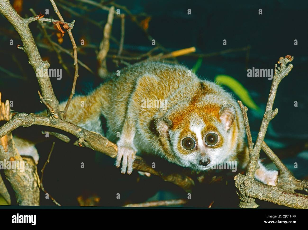 Pygmy Slow Loris, (Nycticebus pygmaeus,) da Laos, Vietnam, Cina. In pericolo. Foto Stock