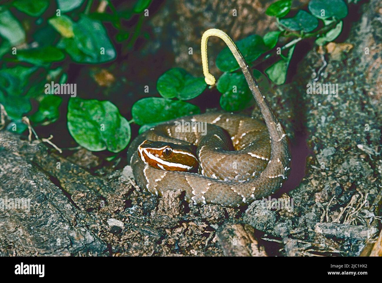 Moccasina tropicale giovanile, (Agkistrodon bilineatus,) dall'America Centrale. Usando la sua coda come richiamo per attrarre preda. Foto Stock