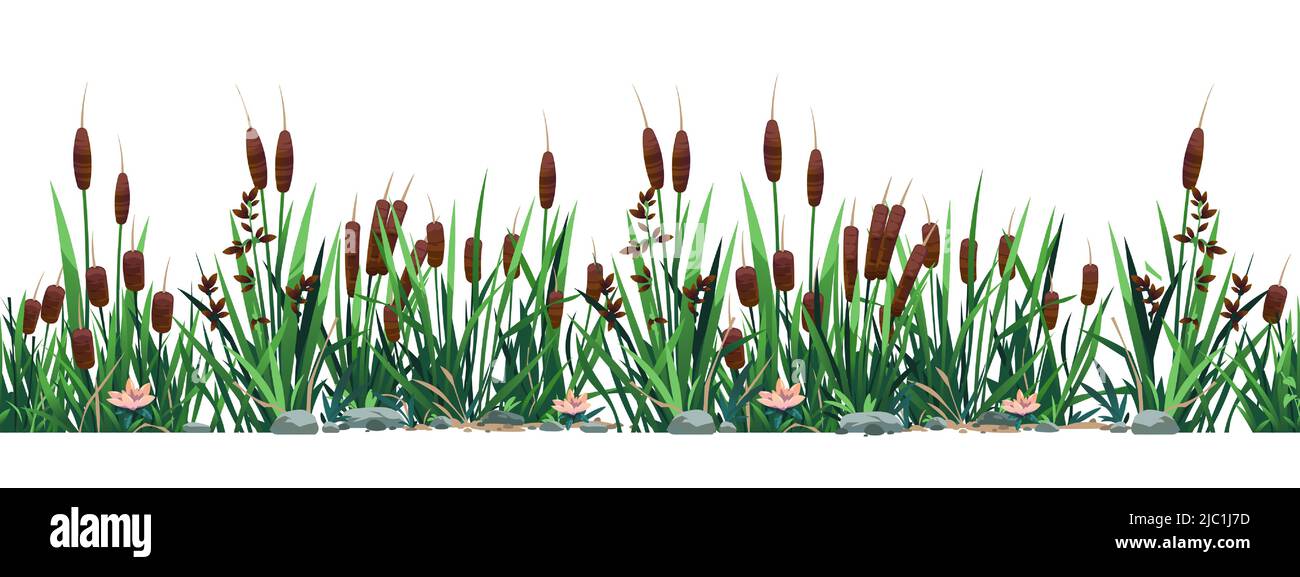 Confine Cattail. Schema senza giunture di paludi di paludi, stagno e sfondo botanica del fiume. Stampa vettoriale a striscia di erba di bulrush Illustrazione Vettoriale