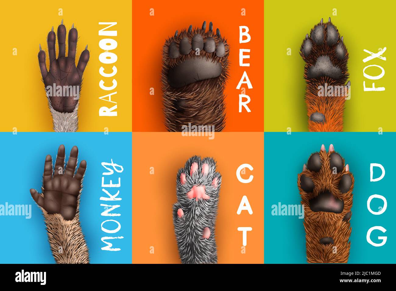 Design realistico con vista dal basso di zampe animali etichettate su sfondo colorato isolato illustrazione vettoriale Illustrazione Vettoriale