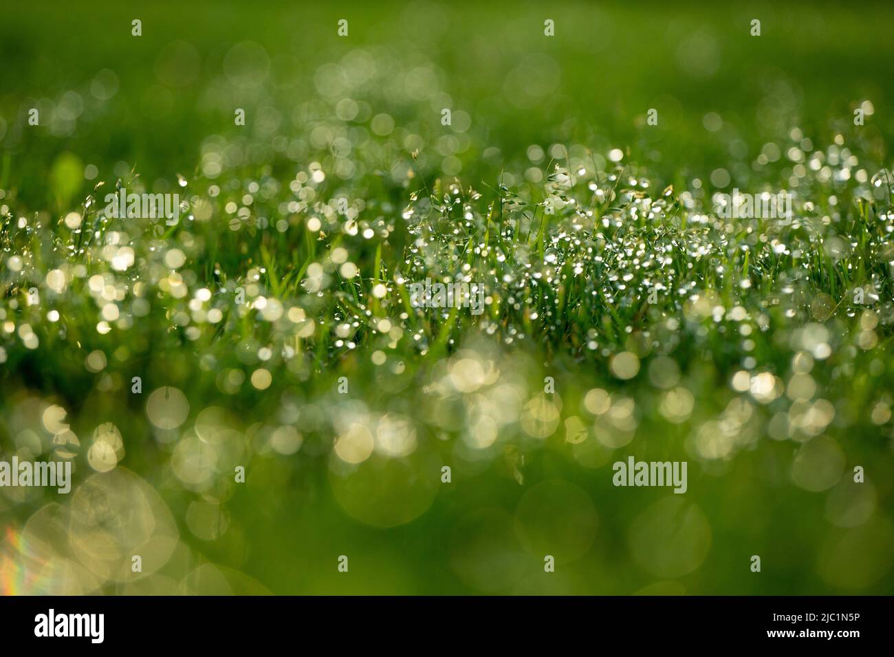 Sfondo verde chiaro sfocato erba con gocce d'acqua. Foto Stock