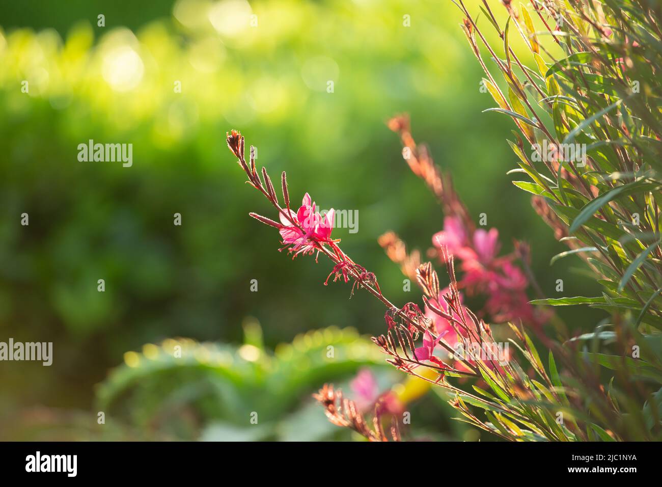 Gaura lindheimeri Gaudi Pink Florgared , fiori rosa da giardino anche noto come Beeblossom di Lindheimer. Foto Stock