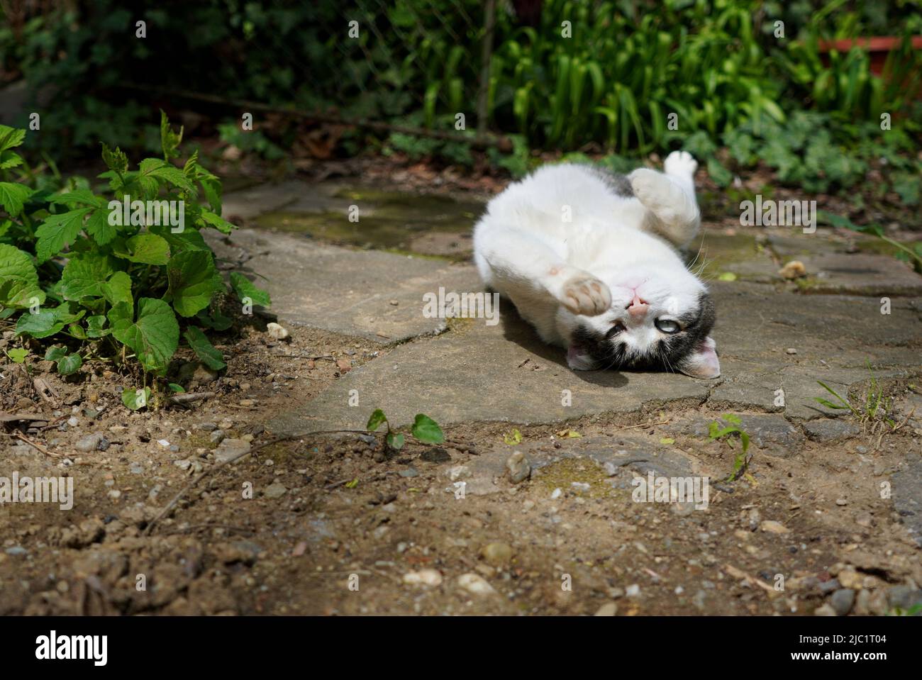 Divertente gatto giovane che rotola sulla schiena sul vicolo in giardino guardando nella macchina fotografica Foto Stock