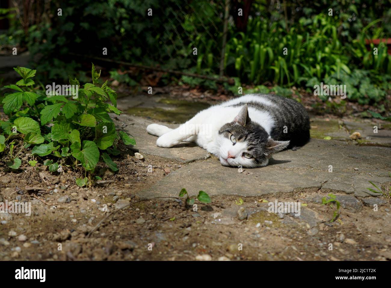 Gatto bianco e grigio con occhi verdi che si distende su un lato del giardino e guarda nella fotocamera Foto Stock