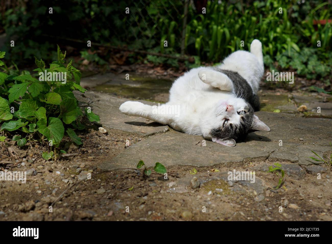 Divertente gatto giovane che rotola sulla schiena sul vicolo in giardino guardando nella macchina fotografica Foto Stock