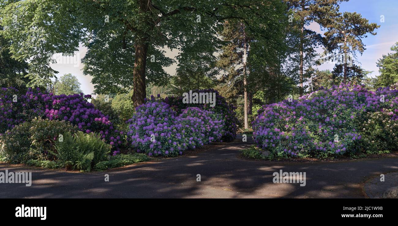 HQ Panorama - Vista parco con rododendri nella stagione della fioritura Foto Stock