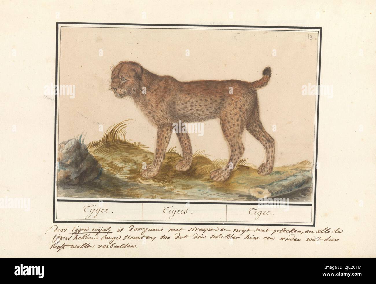 Come un gatto sul disegno indicato come una tigre, probabilmente una specie di lynx. Numerato in alto a destra: 13. Con una didascalia a tre righe in olandese che indica che l'animale raffigurato non può essere una tigre. Parte del primo album con disegni di quadrupedi. Primo dei dodici album con disegni di animali, uccelli e piante noti intorno al 1600, commissionati dall'imperatore Rudolf II. Con note esplicative in olandese, latino e francese, Lynx (Lynx lynx) Tiger. / Tigris. / Tigre., relatore: Anselmus Boëtius de Boodt, relatore: Elias Verhulst, relatore: Praag, relatore: Delft, 1596 - 1610, carta, spazzola, h 168 Foto Stock
