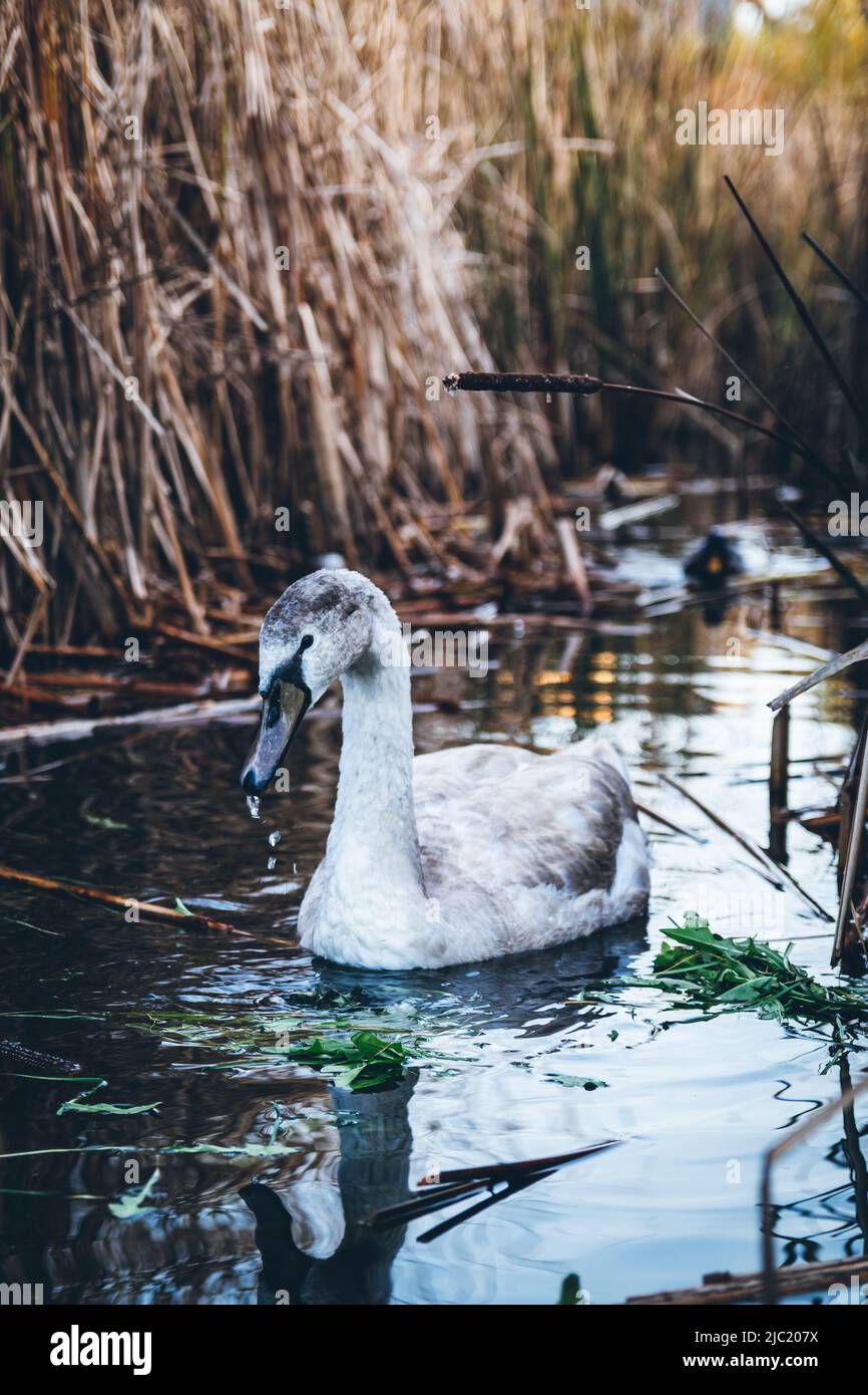 Baby cigno vicino alla riva dello stagno in cerca di cibo. Cigno grigio in cerca di cibo. Reeds in background. Foto Stock