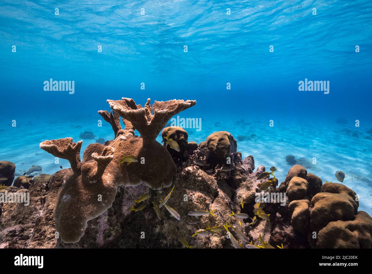 Stagcape con vari pesci, Elkhorn Coral, e spugna nella barriera corallina del Mar dei Caraibi, Curacao Foto Stock