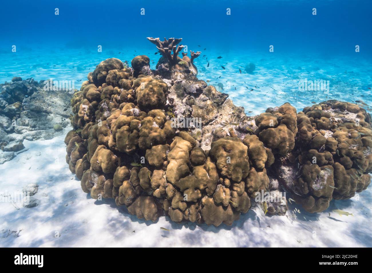 Stagcape con vari pesci, Elkhorn Coral, e spugna nella barriera corallina del Mar dei Caraibi, Curacao Foto Stock
