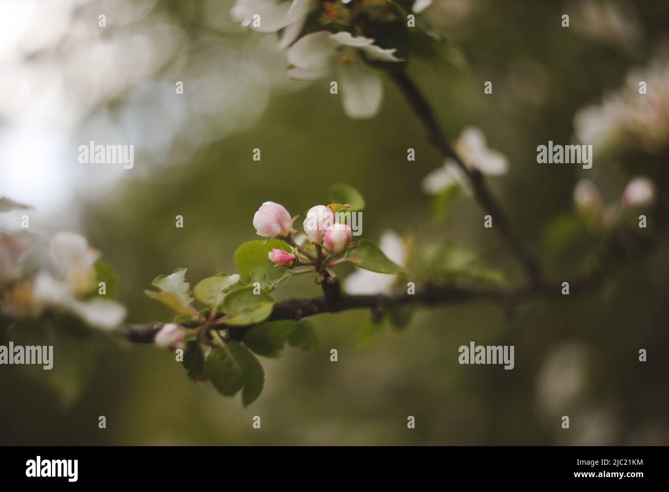 sfondo primaverile con fiori bianchi e foglie di mela. Sfocatura primavera fiore sfondo. Foto Stock