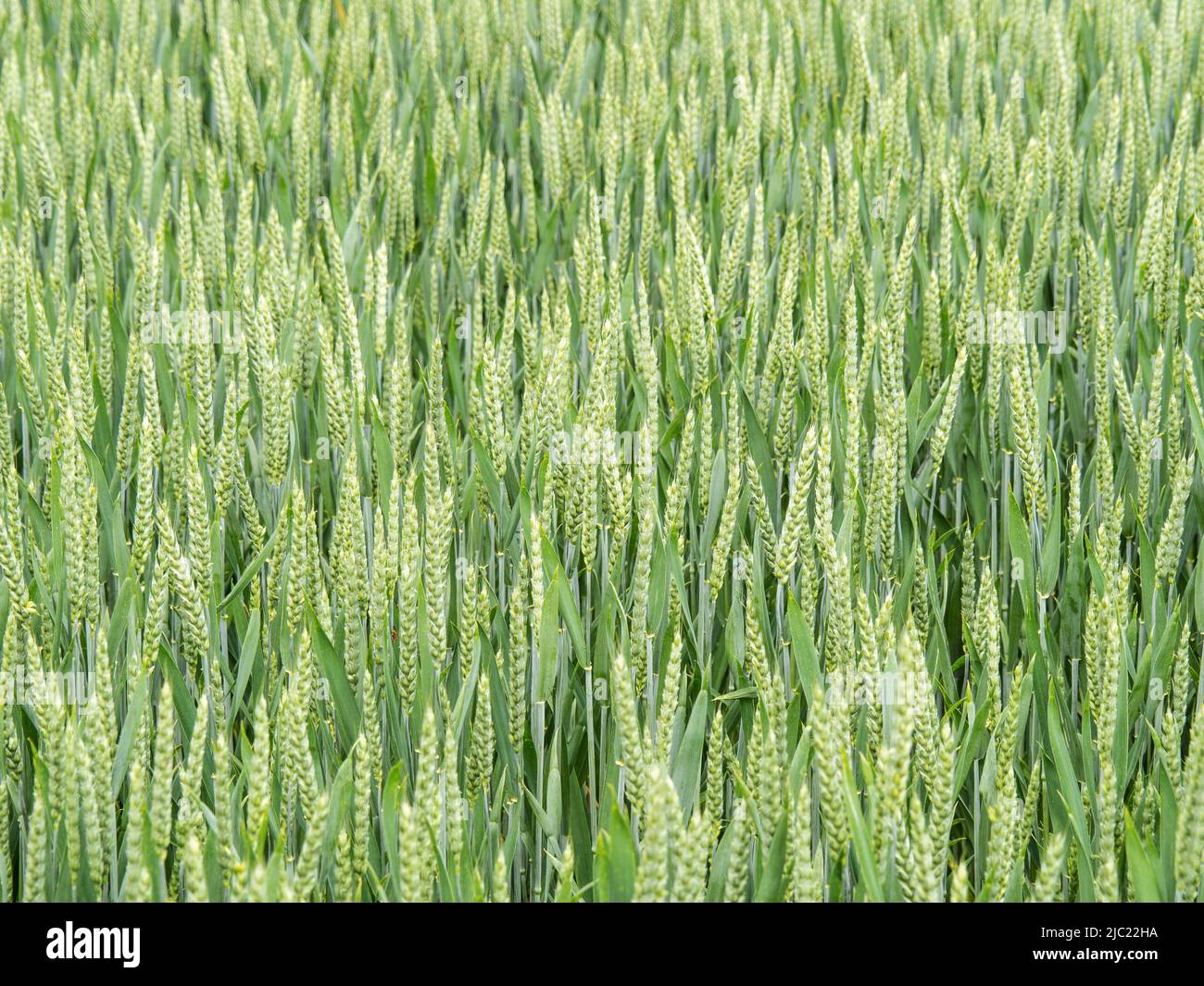Piante di grano verde in campo. Agricoltura. Foto Stock