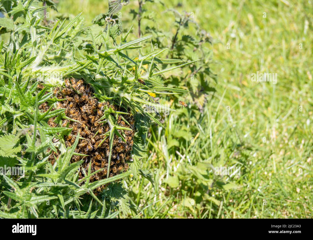 Sciame di api in natura. Foto Stock