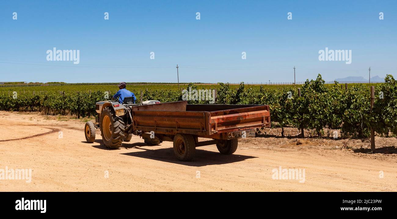 Helderberg, Capo Occidentale, Sudafrica. 2022. Trattore, rimorchio e conducente in un vigneto nella regione Helderberg del capo Occidentale, Sudafrica. Foto Stock