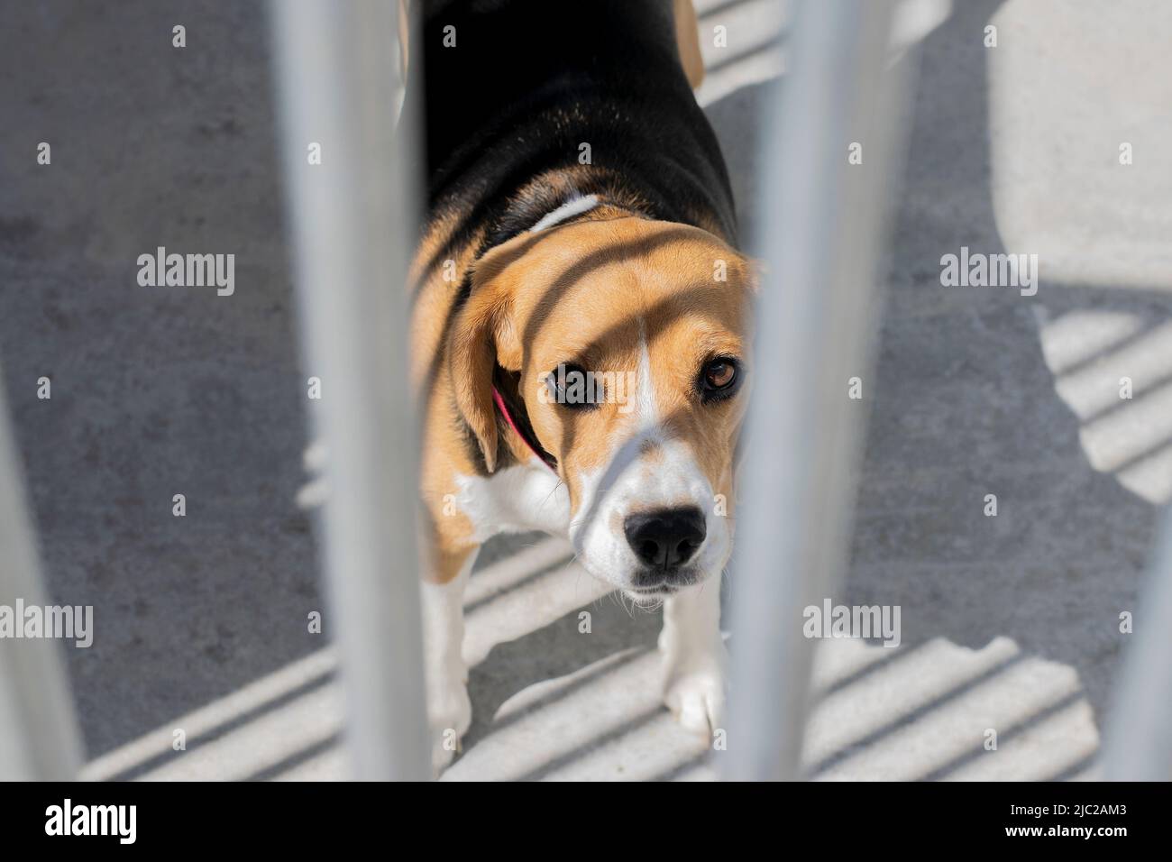 Un cane beagle solato è in un rifugio. Foto Stock
