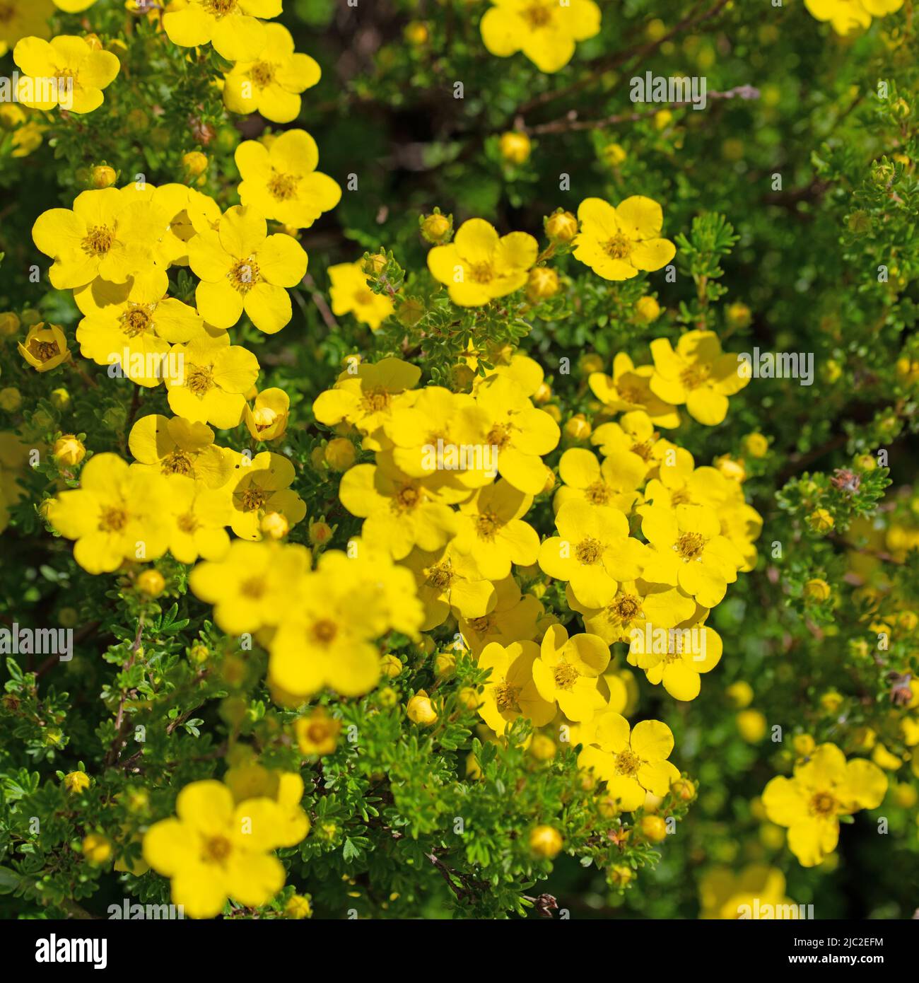 Fioritura dito arbusto, potentilla fruticosa Foto Stock