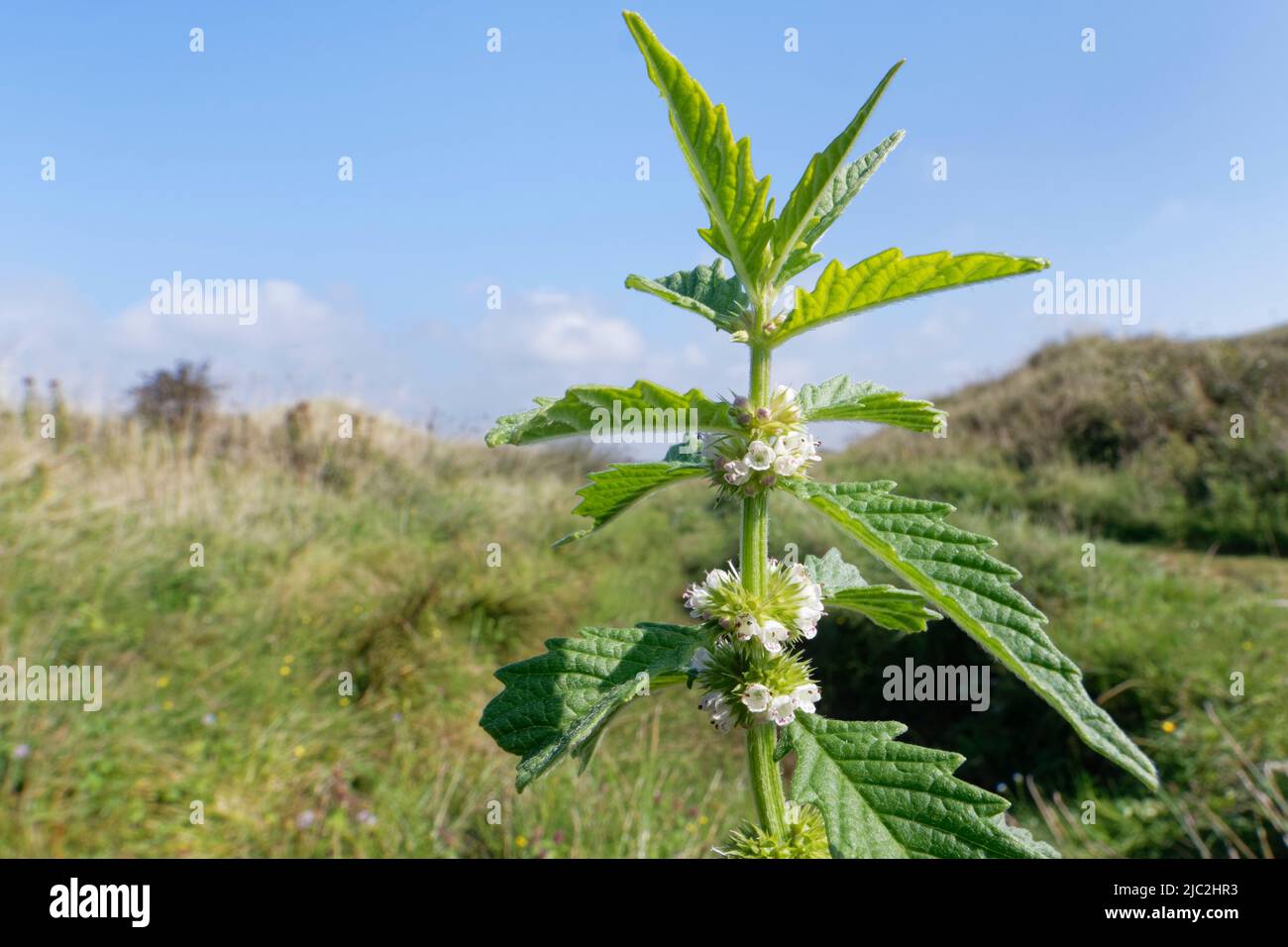 Gypsywort (Lycopus europaeus) che fioriva in un paludoso slack di dune di sabbia, Kenfig NNR, Glamorgan, Galles, Regno Unito, Settembre. Foto Stock