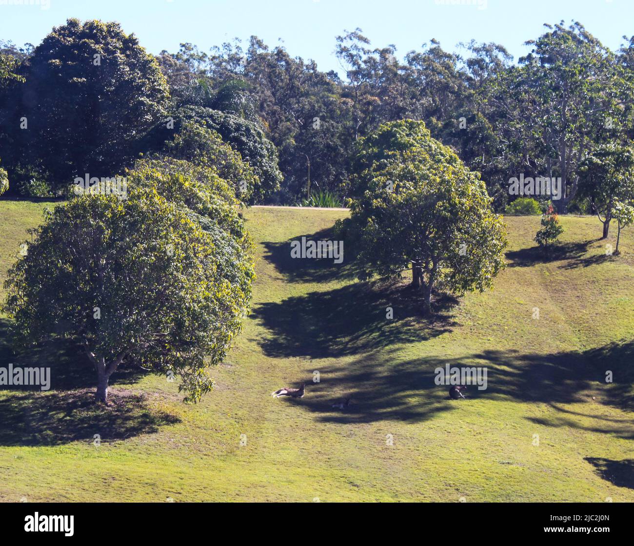 Wild Kangaroo lounging circa sotto gli alberi nel frutteto vicino a Montagne di vetro Queensland Australia Foto Stock