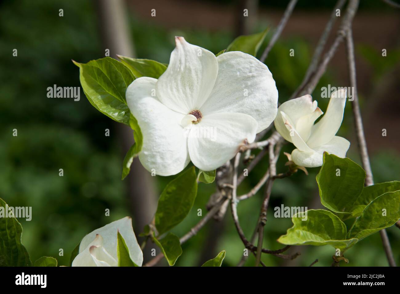 Cornus "la meraviglia bianca di Eddie" Foto Stock