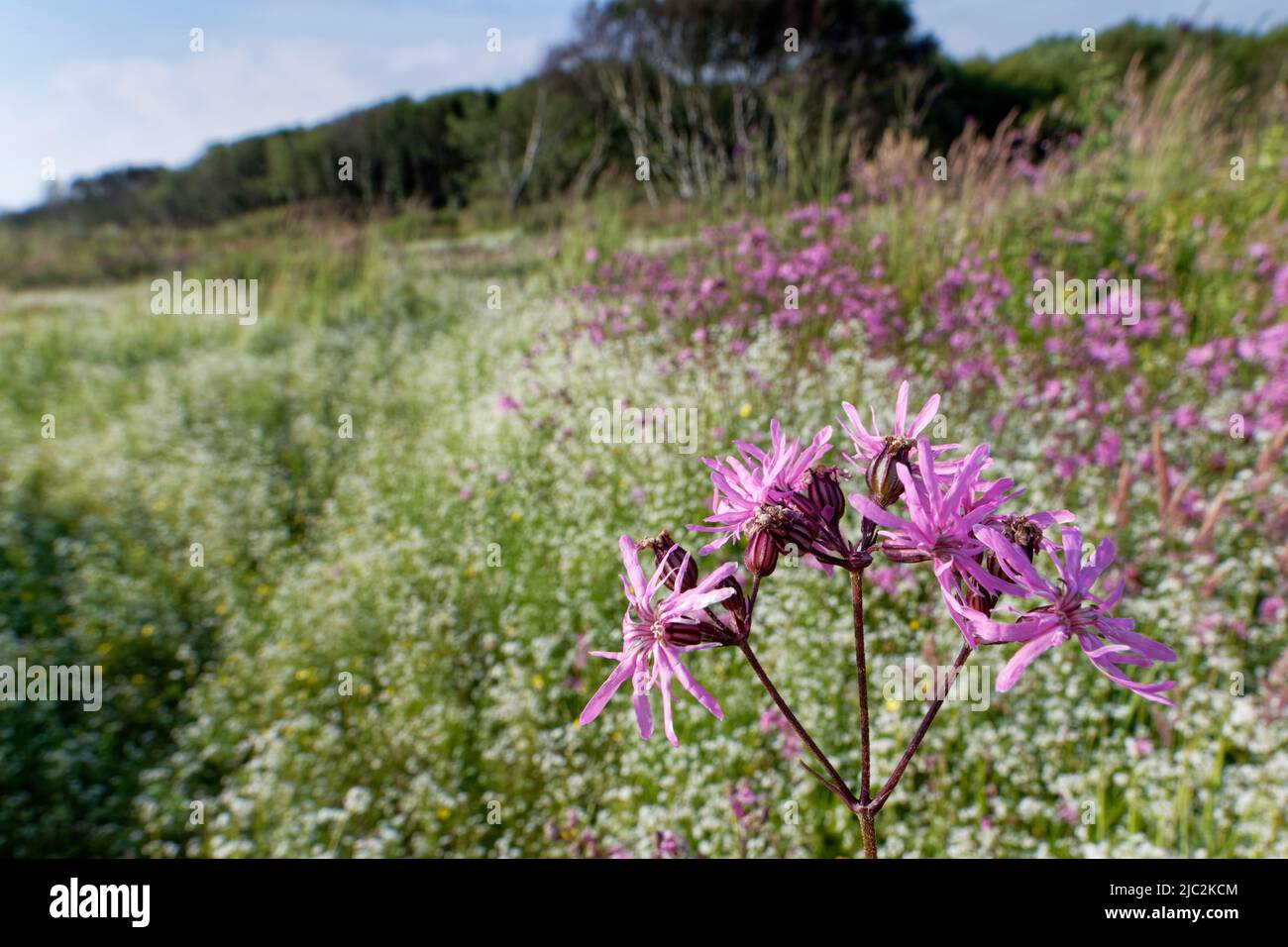 Ragged Robin (Silene flos-cucoli) e paglia di palude (Galium palustre) fiorente in un slack di dune paludose, Kenfig NNR, Glamorgan, Galles, UK, Luglio. Foto Stock