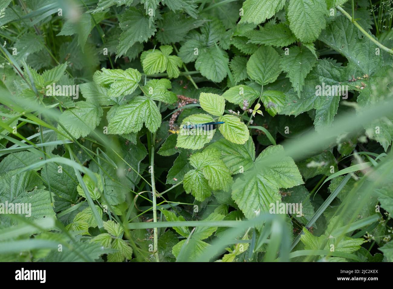 Mosca del Damsel Foto Stock