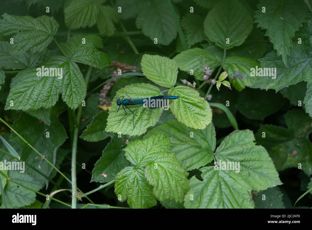 Mosca del Damsel Foto Stock
