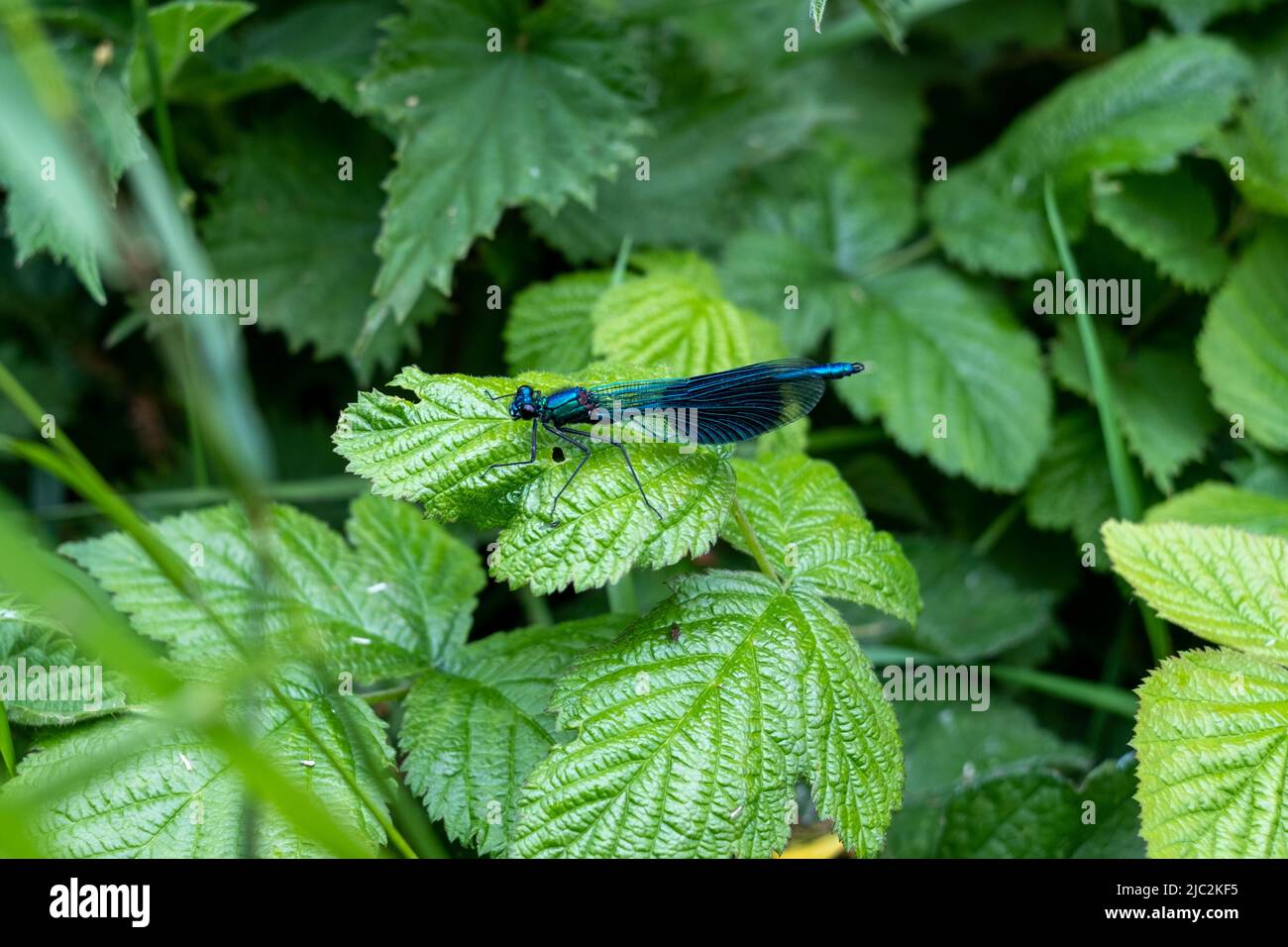 Mosca del Damsel Foto Stock