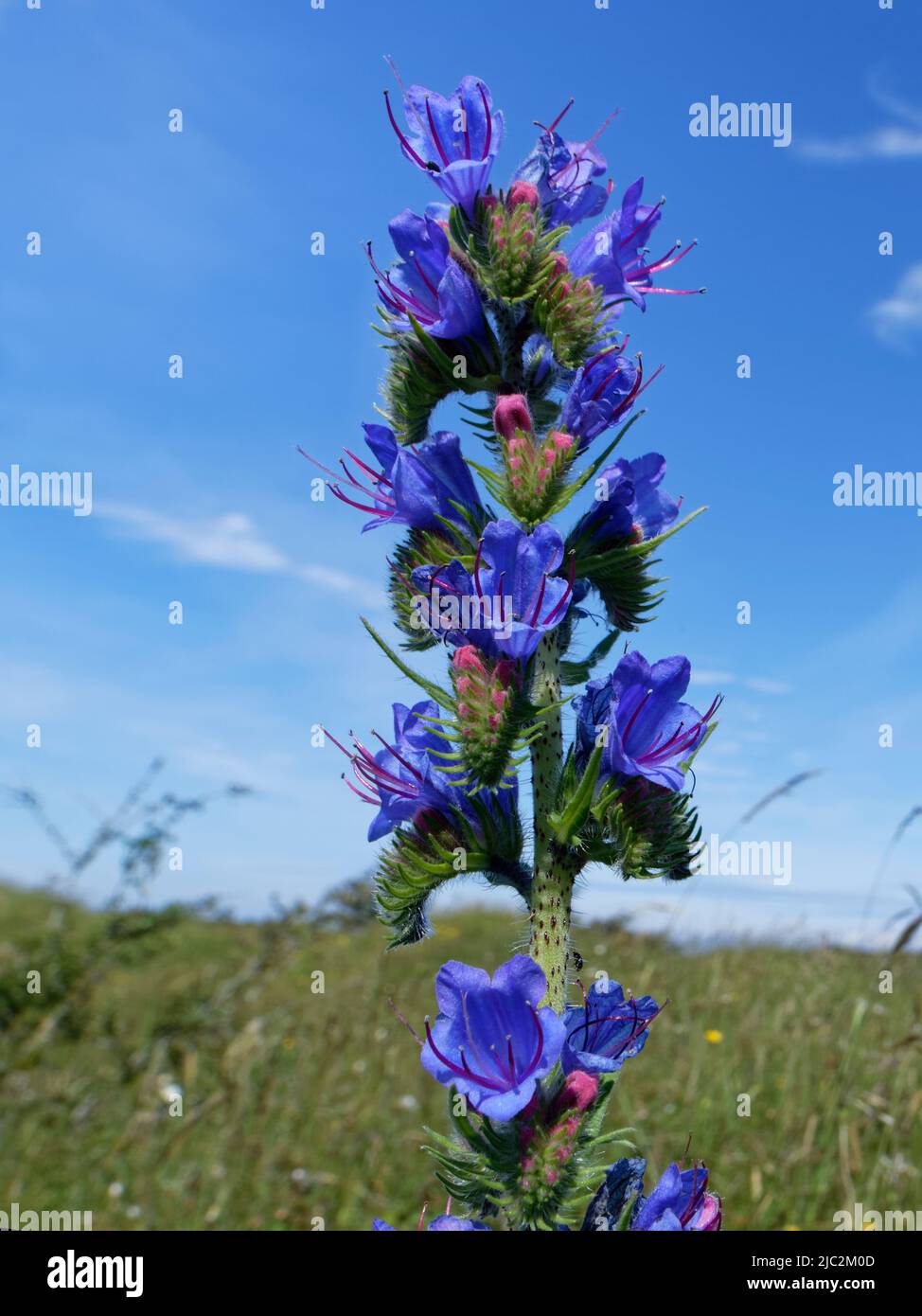 Il bugloss di Viper (Echium vulgare) fiorito sulle dune di sabbia costiere, Kenfig NNR, Glamorgan, Galles, Regno Unito, Giugno. Foto Stock