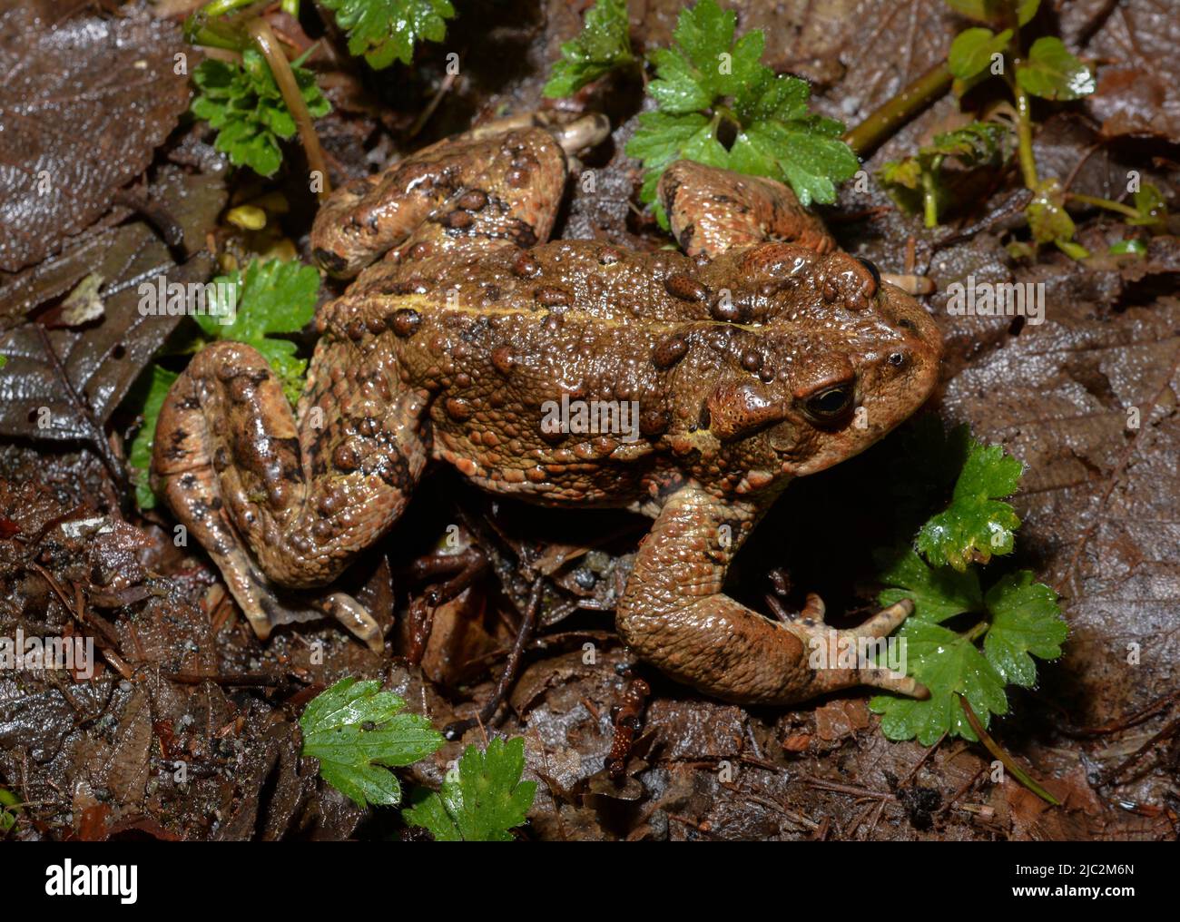 Boreale Toad (Anaxyrus boreas boreas) da King County, Washington, USA. Foto Stock