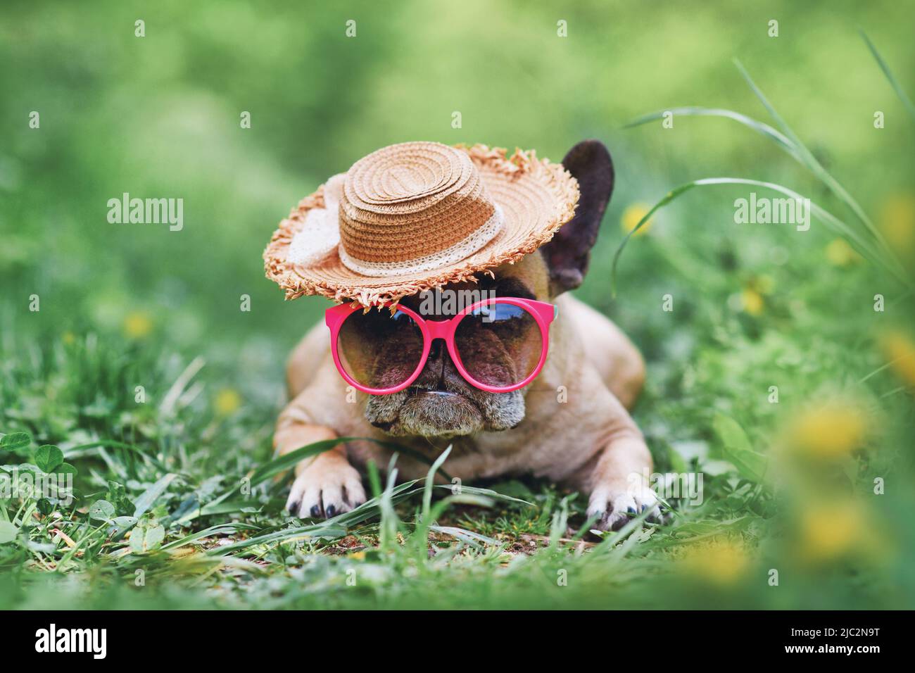 Cane Bulldog francese con occhiali da sole rosa e cappello estivo con paglia Foto Stock