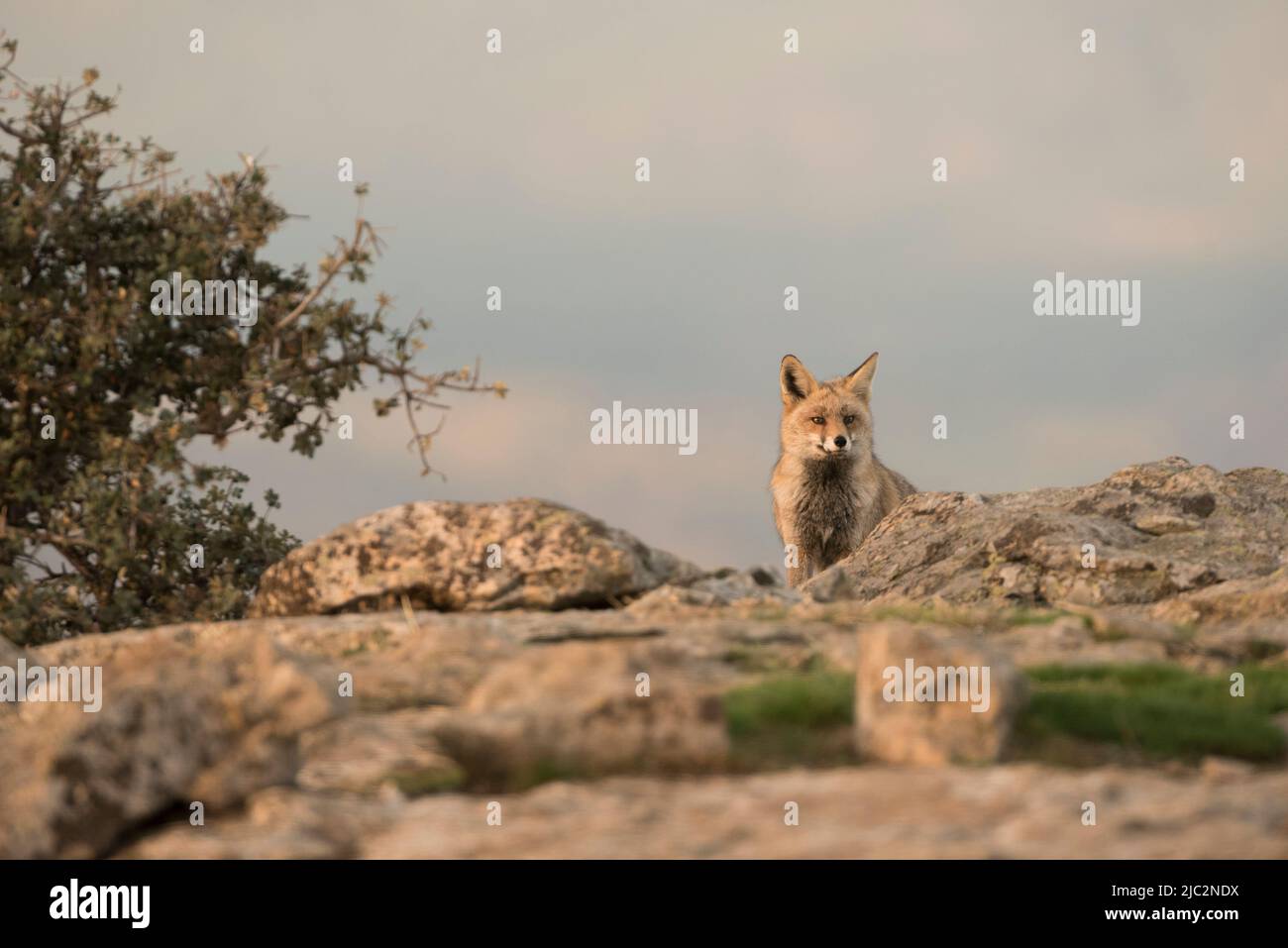 Una volpe rossa (Vulpes vulpes) in allerta dal loro territorio di caccia - foto di scorta Foto Stock