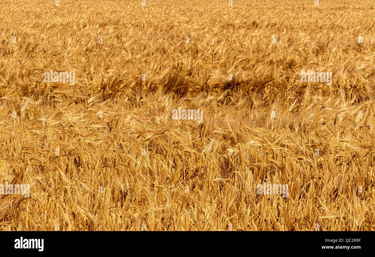 campo d'orzo dorato, pieno telaio di orecchie mature pronte per la raccolta Foto Stock