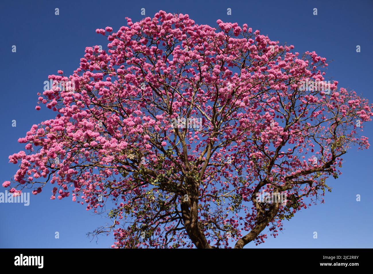 Goiania, Goiás, Brasile – 07 giugno 2022: Albero fiorito. Ipê rosa, un tipico albero brasiliano. Cielo blu sullo sfondo. Handroanthus impetiginosus. Foto Stock