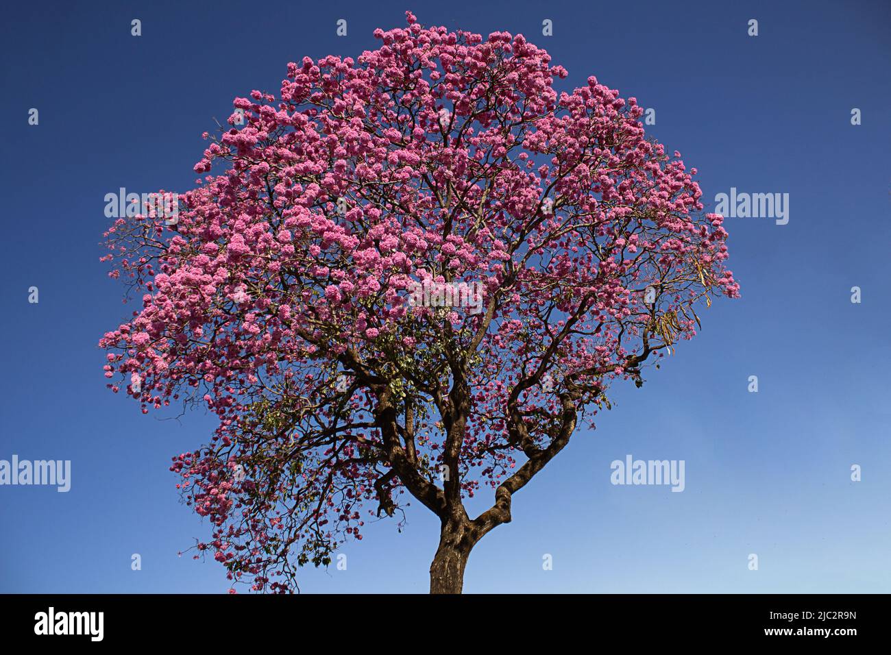 Goiania, Goiás, Brasile – 07 giugno 2022: Albero fiorito. Ipê rosa, un tipico albero brasiliano. Cielo blu sullo sfondo. Handroanthus impetiginosus. Foto Stock