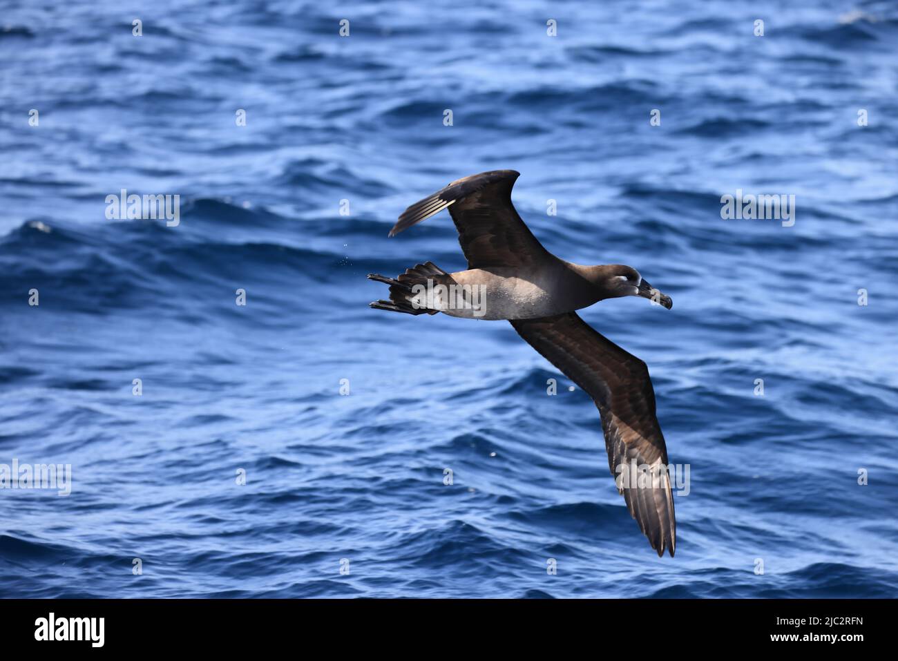 Albatross nero (Diomedea nigripes) in Giappone Foto Stock