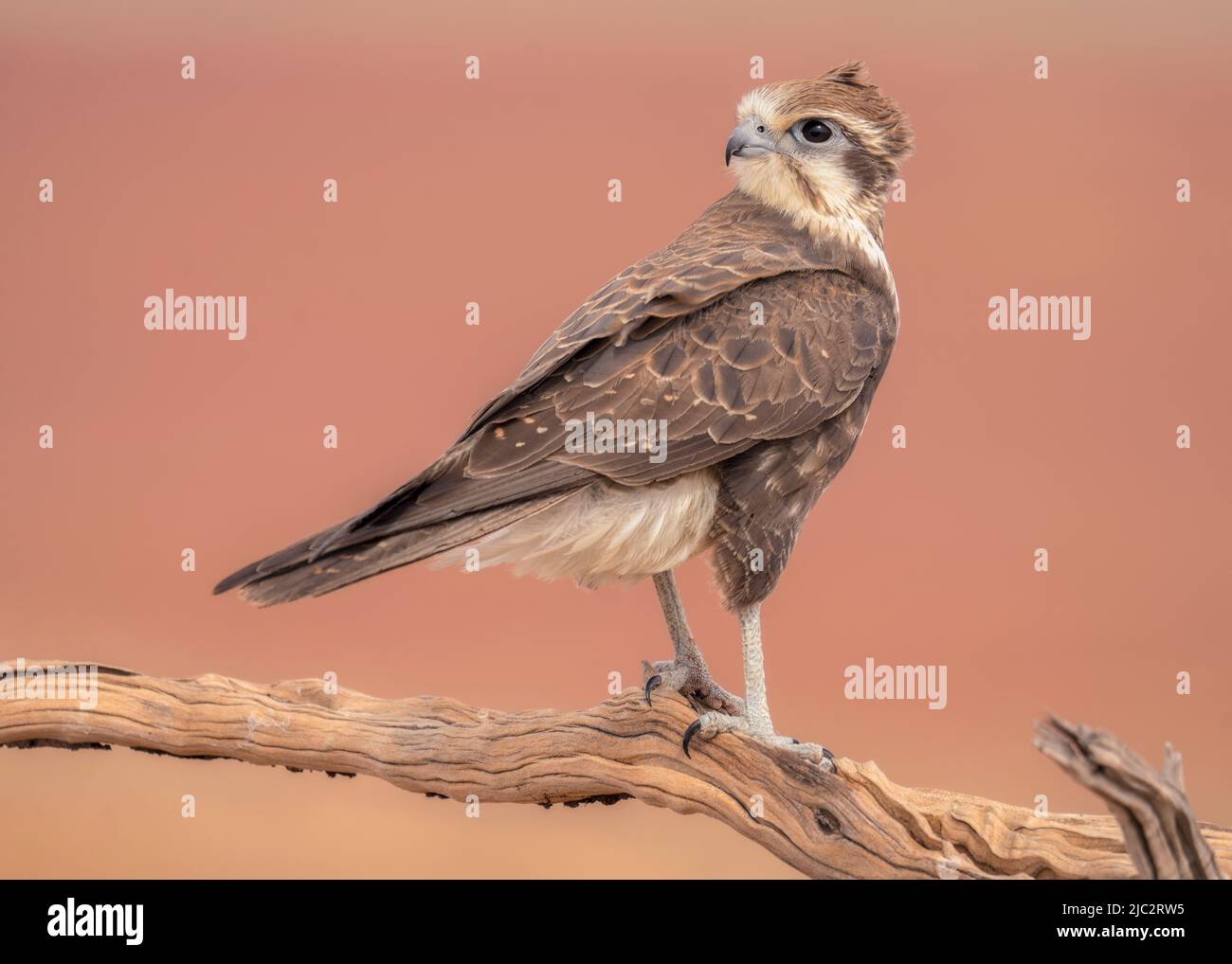 Primo piano di un falco marrone selvatico (Falco berigora) arroccato su una filiale, Australia Foto Stock