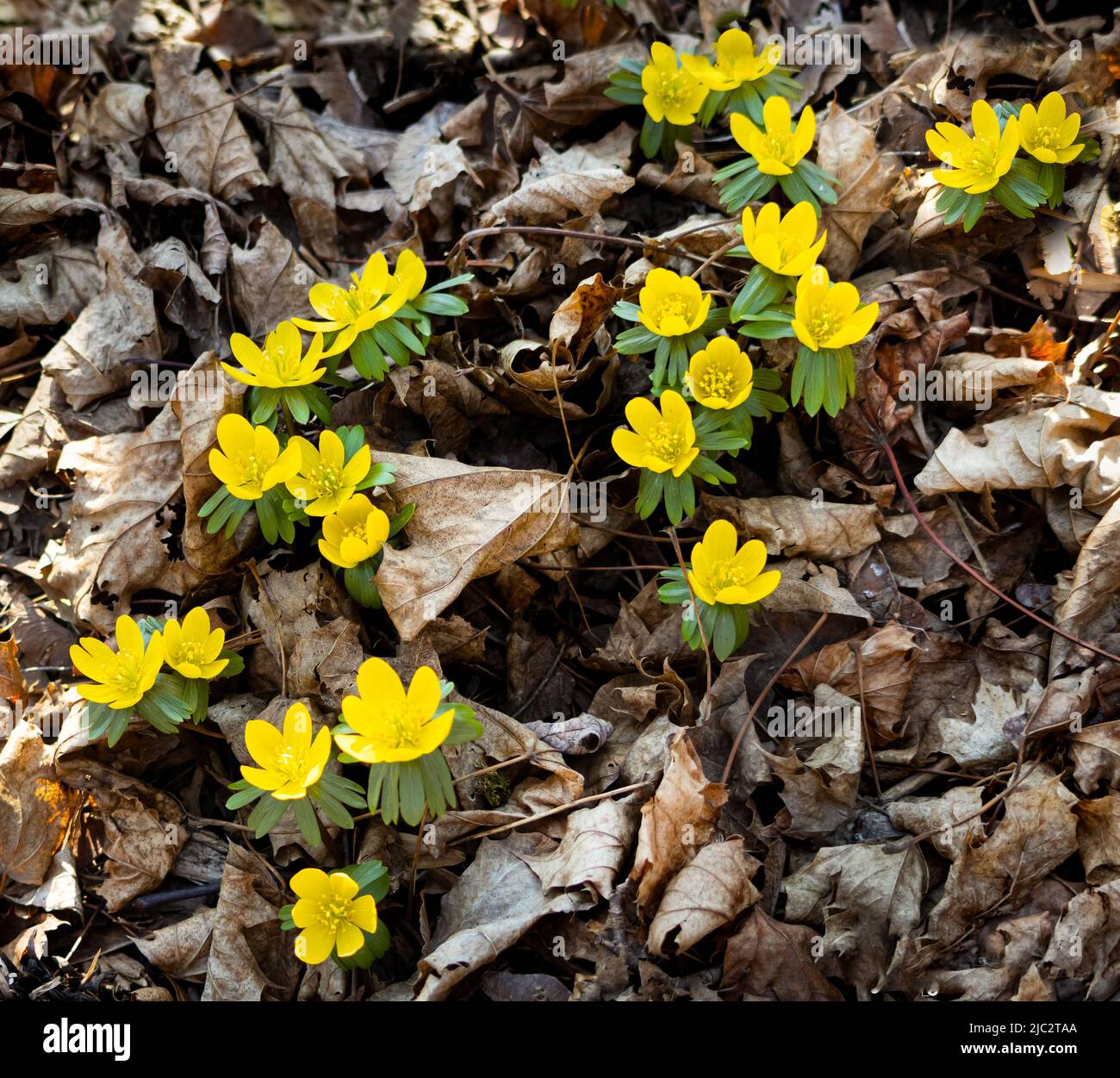 Fiori gialli di aconite d'inverno, Eranthis iemalis, che sgorgano da foglie  secche morte in inverno o in primavera, Lancaster, Pennsylvania Foto stock  - Alamy