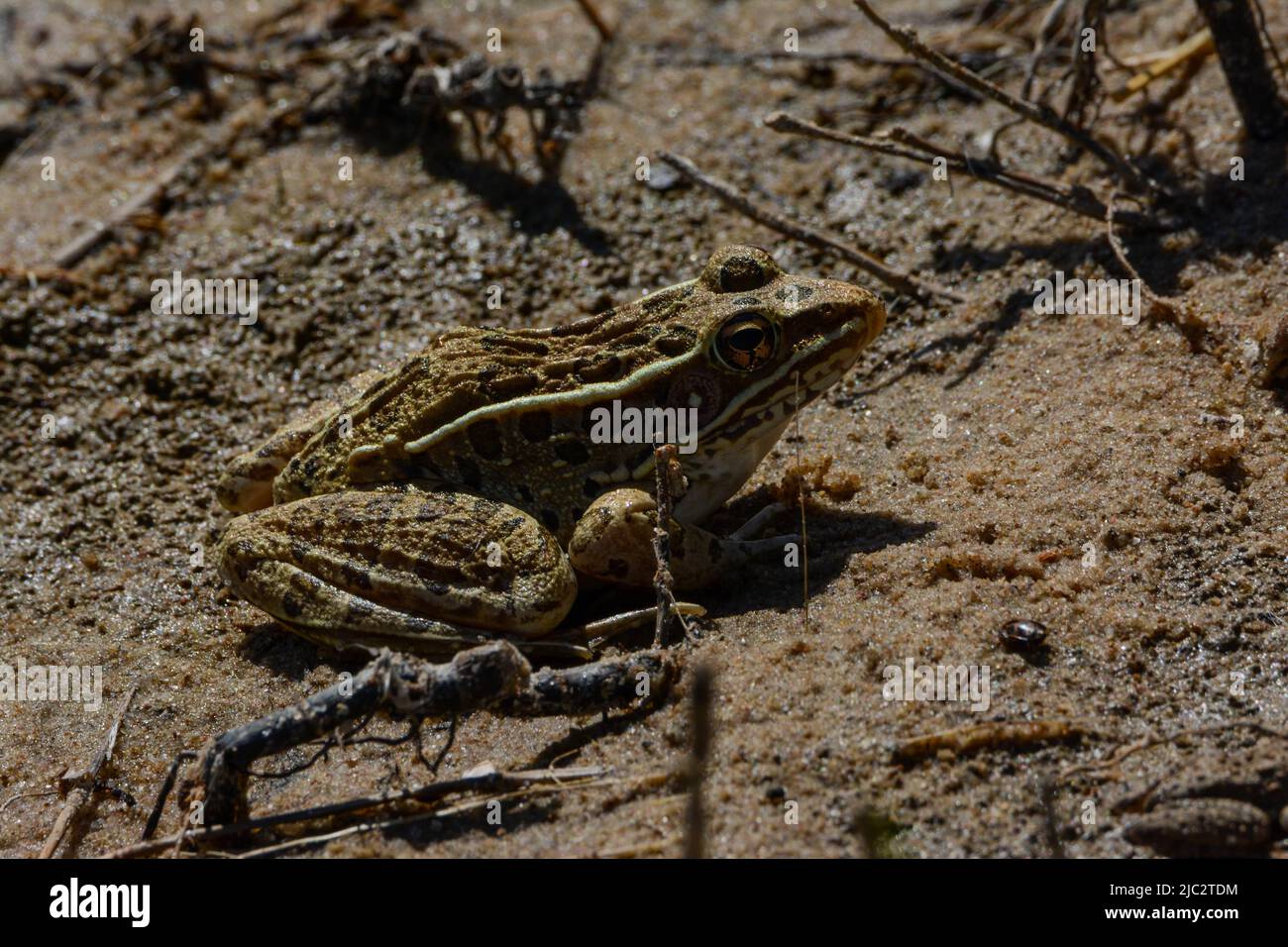 Pianura rana leopardo (Lithobates blairi) da Stafford County, Kansas, Stati Uniti. Foto Stock